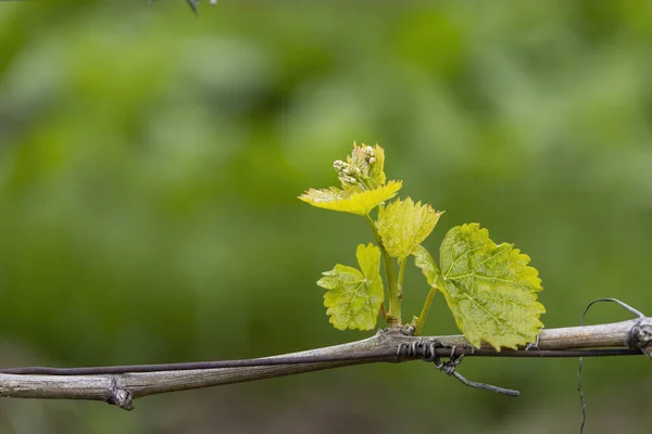 Vinrankor Blommor Vår Vingård Södra Mähren Tjeckien — Stockfoto