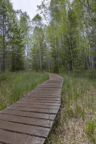 Peat Bog Soumarsky Most Soumarske Raseliniste Nation Park Sumava Czech — Stock Photo, Image