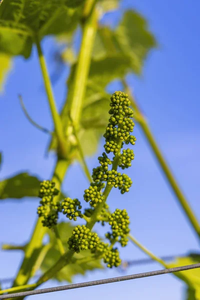 Närbild Unga Vindruvor — Stockfoto