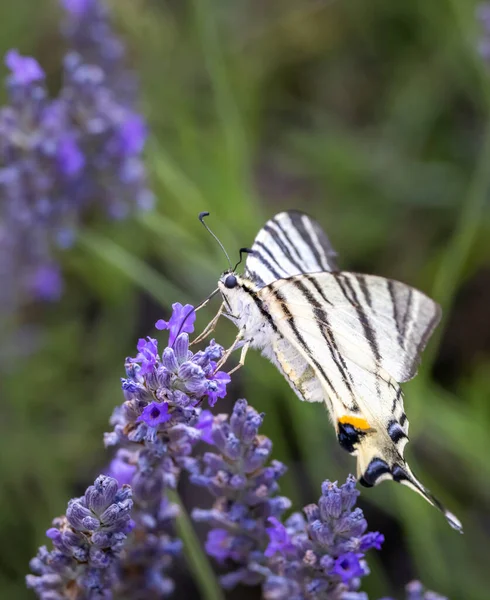 Swallowtail Fenouil Sur Lavande Provence France — Photo