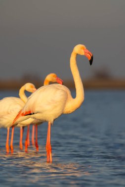 Flamingo in Parc Naturel bölgesel de Camargue, Provence, Fransa