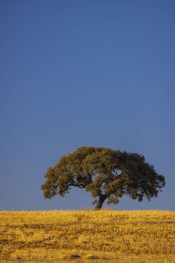 Endülüs manzarasında yalnız ağaç, İspanya