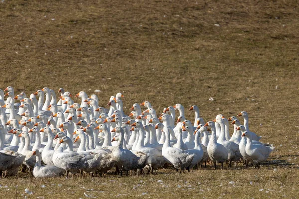 Gässen Friland Ungern — Stockfoto