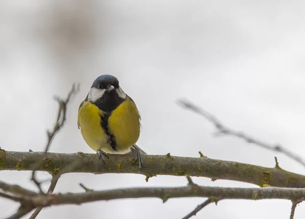 Great Tit National Park Podyji Southern Moravia Czech Republic — стоковое фото