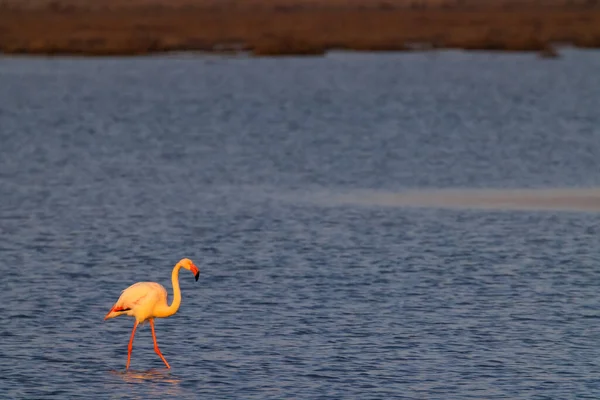 Flamant Rose Parc Naturel Régional Camargue Provence France — Photo