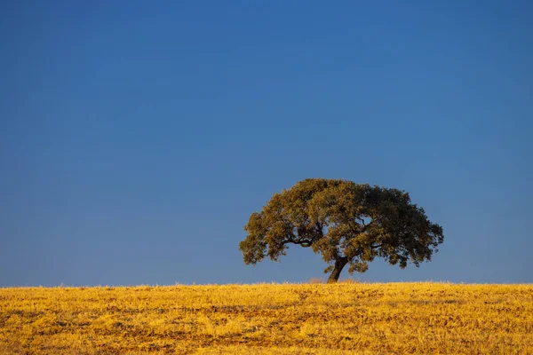 Árbol Solitario Paisaje Andaluz España — Foto de Stock