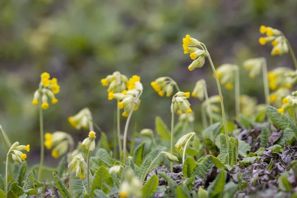 Wild Spring Primrose Northern Bohemia Czech Republic — Stock Photo, Image