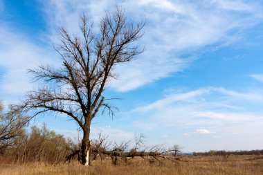 çayır üzerinde eski ağaç