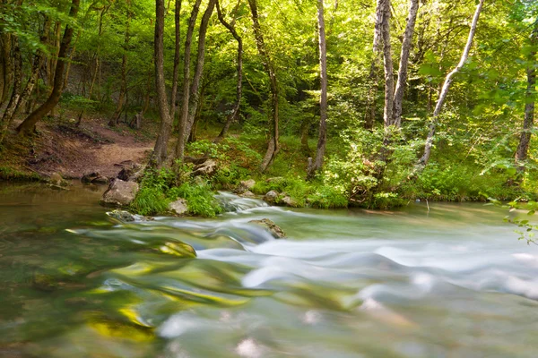 Rivière de montagne en forêt — Photo