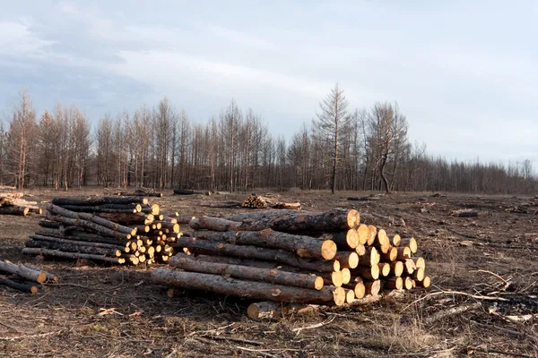 Wylesianie — Zdjęcie stockowe