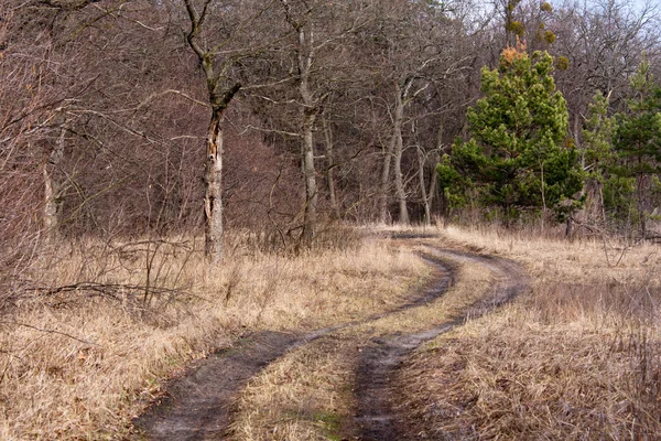 Estrada rut na floresta — Fotografia de Stock