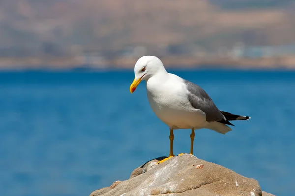 Seagull op steen — Stockfoto