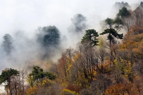 Bosque brumoso en las montañas — Foto de Stock