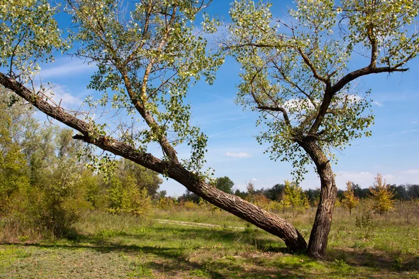 9 月の草原上のツリー — ストック写真