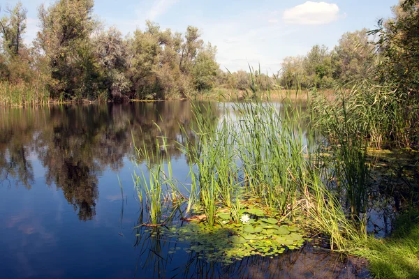 Summer scene on like — Stock Photo, Image