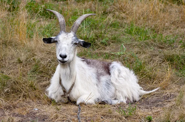 Goat on meadow — Stock Photo, Image