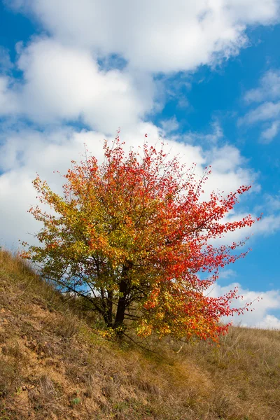 Nice autumn tree — Stock Photo, Image