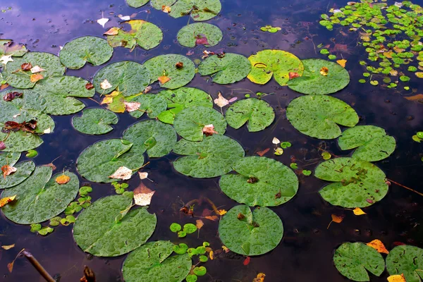 Plantes aquatiques feuilles sur l'eau — Photo