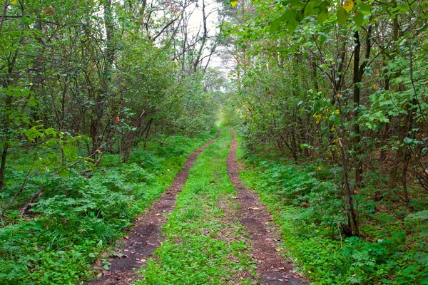 Percorso nel verde della foresta — Foto Stock