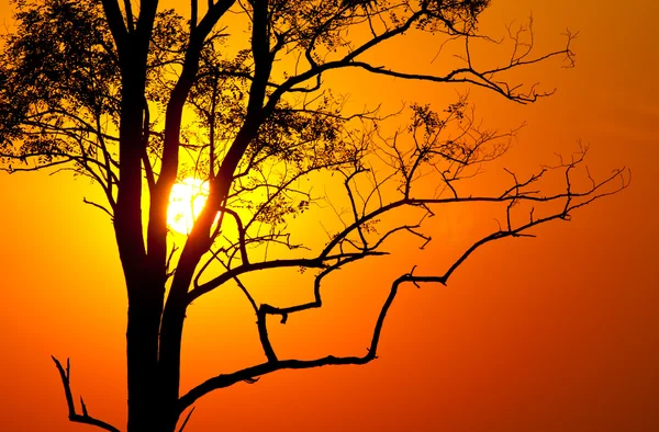 日没のツリー — ストック写真