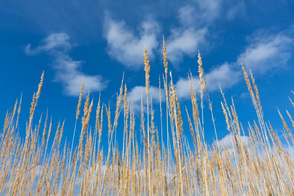 Dry grass on blue sky background — Stock Photo, Image