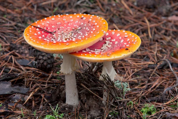 Toadstool mushroom — Stock Photo, Image