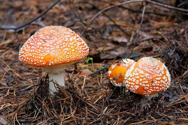 Fly agarics in bos — Stockfoto