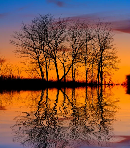 Árboles sin hojas en el fondo del atardecer — Foto de Stock