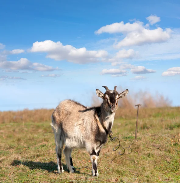 Chèvre sur prairie — Photo