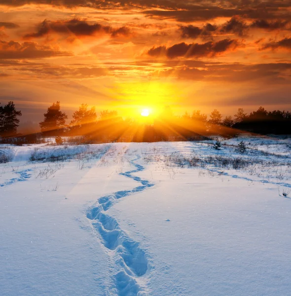 在雪地上的足迹 — 图库照片