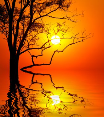 Gün batımı arkaplanındaki ağaç