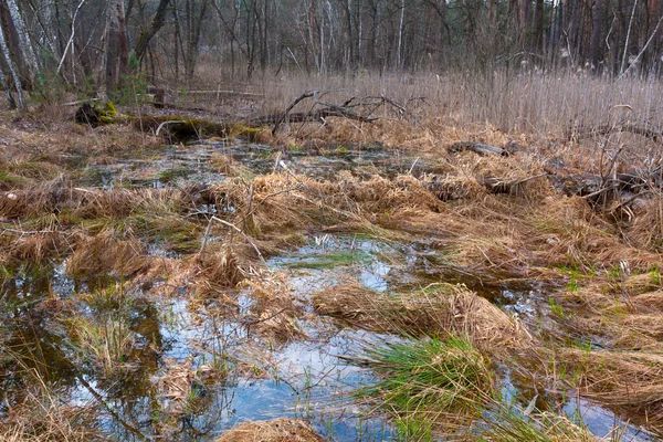 Pantano en el bosque — Foto de Stock