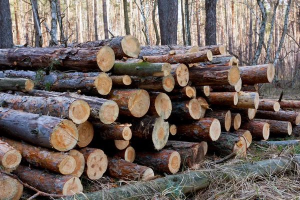 Firewood store — Stock Photo, Image