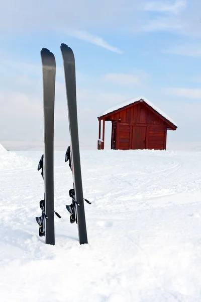 Ski in snow — Stock Photo, Image