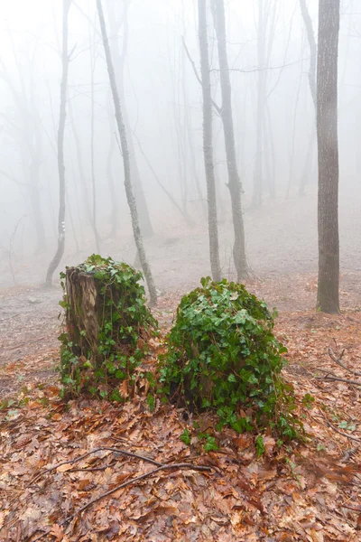 Vecchi ceppi nella foresta nebbiosa — Foto Stock