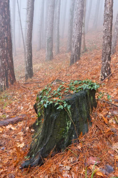 Velho toco na floresta nebulosa — Fotografia de Stock