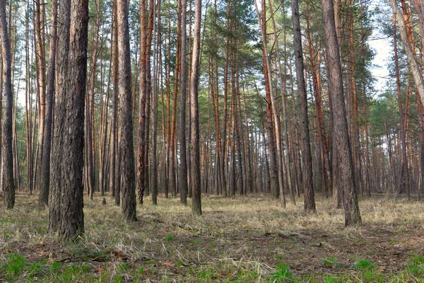 Pine forest — Stock Photo, Image