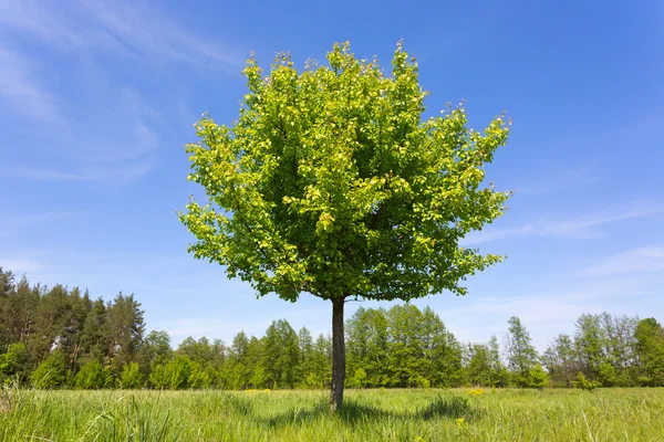 Boom op weide — Stockfoto