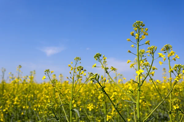 Verkrachting veld — Stockfoto