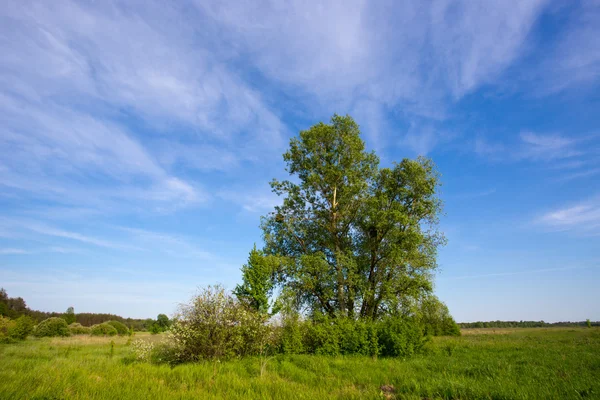 Albero in steppa — Foto Stock