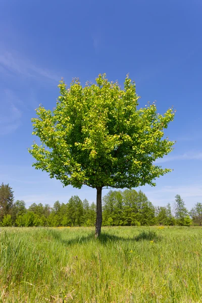 Gröna träd på äng — Stockfoto