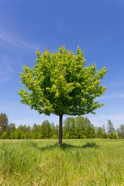 புல்வெளியில் பச்சை மரம் — ஸ்டாக் புகைப்படம்