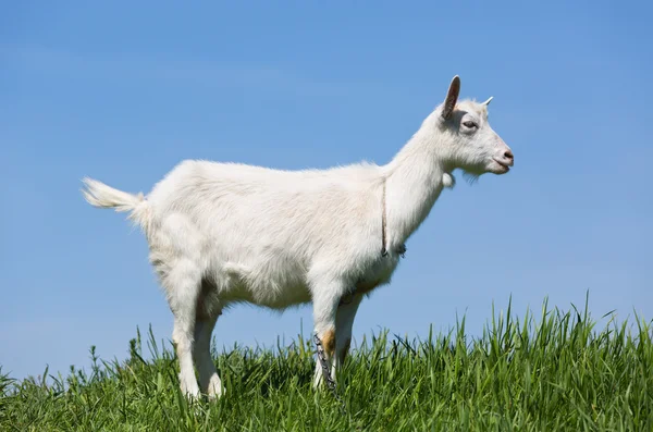 Goat on green meadow — Stock Photo, Image