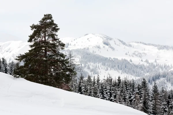 Fjellscener om vinteren – stockfoto