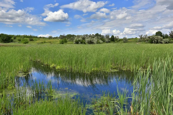 Tourbière dans la steppe — Photo