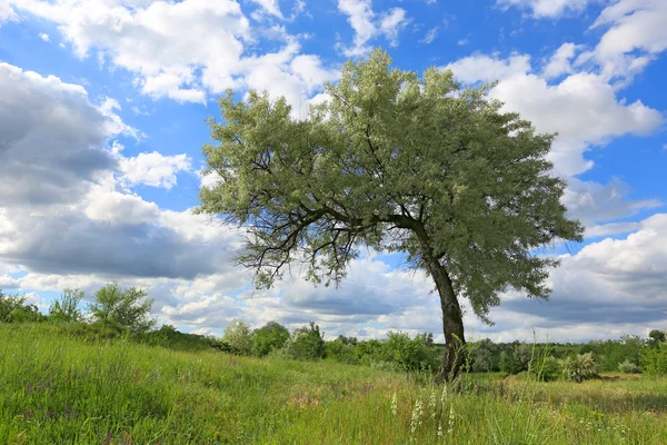 Árbol solitario en el prado — Foto de Stock