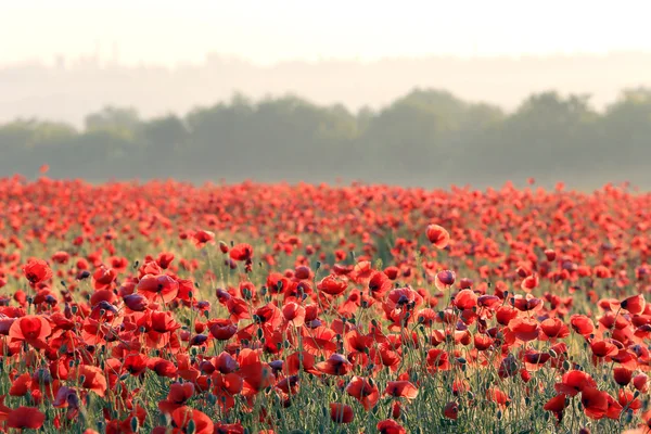 Roter Mohn auf dem Feld — Stockfoto