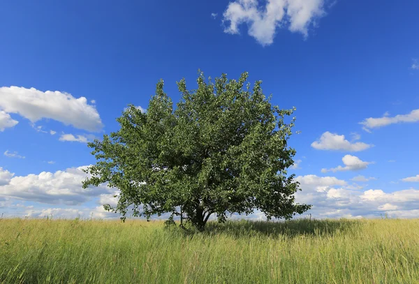 Alone tree on meadow Stock Picture