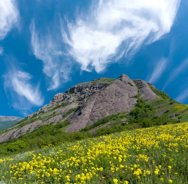 Желтый луг в горах — стоковое фото