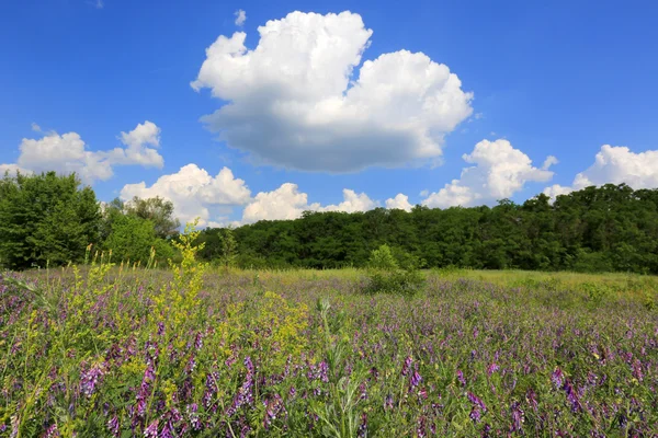 Sommerwiese — Stockfoto